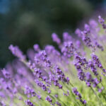 2025060期福彩3D开奖号码结果查询与公布 mmdzbb1yh8